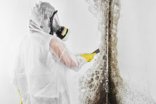 Best Residential Mold Remediation in Rural Retreat, VA