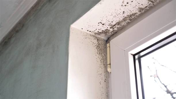 Best Health and Safety Mold Remediation in Rural Retreat, VA