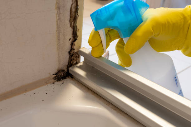 Reliable Rural Retreat, VA Mold Remediation Solutions